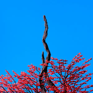 插阴道视频性感网站
